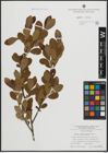 Foto von Salix atrocinerea Brot.